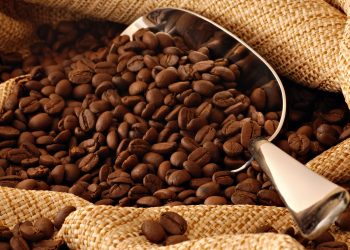 ¡ATENCIÓN! ¿Café y Chocolate en peligro de extinción?