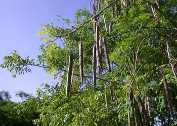 Acá te mostramos por qué es importante consumir moringa y sus efectos en los seres humanos (+Video)