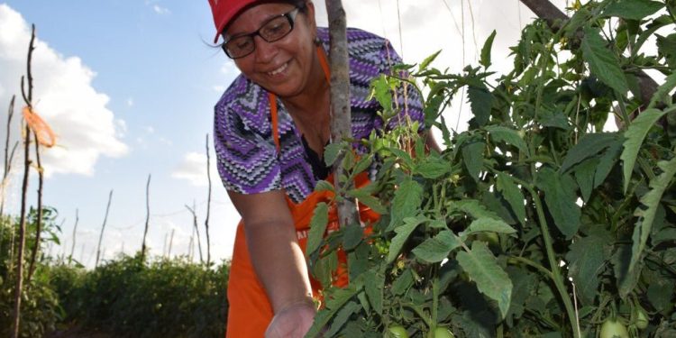 ¡PENDIENTE! Esto cambiara la Agricultura Urbana (+Anuncios)