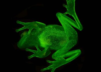 ¡Increíble! El animal terrestre que brilla en la oscuridad