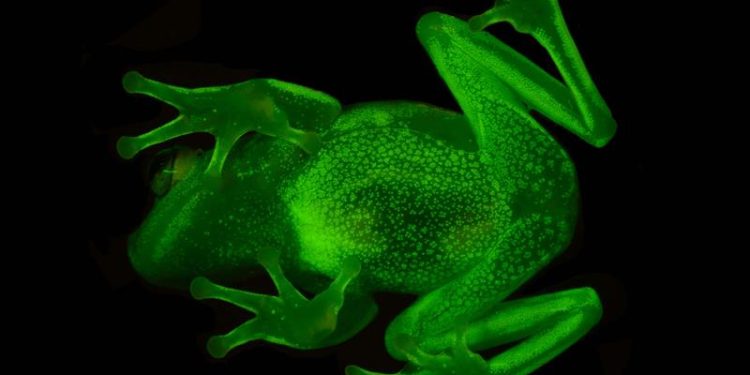 ¡Increíble! El animal terrestre que brilla en la oscuridad