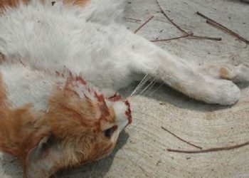 A Kity me la salvó Misión Nevado pero me la mató el fascismo