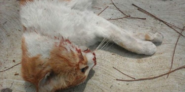 A Kity me la salvó Misión Nevado pero me la mató el fascismo