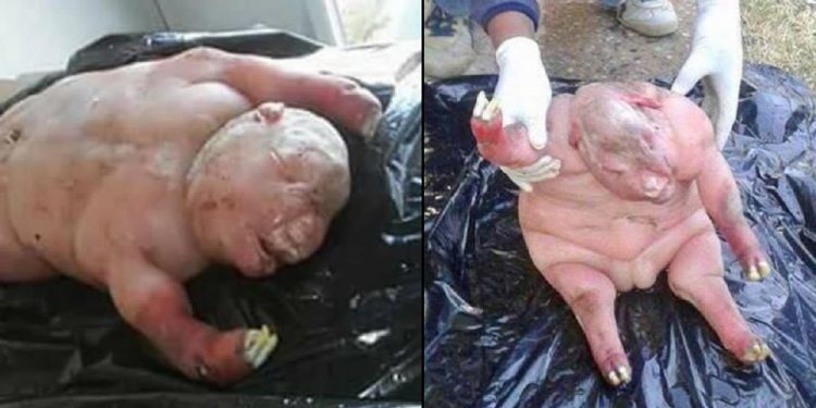 ¡Increíble! Una oveja parió una criatura que parece mitad humana