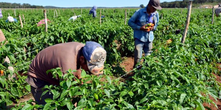 Más de 2 millones de hectáreas han sido adjudicadas para la producción (+Plan Cayapa)