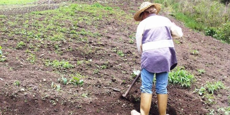 Más de 580 hectáreas rescatadas serán incorporadas a la producción nacional