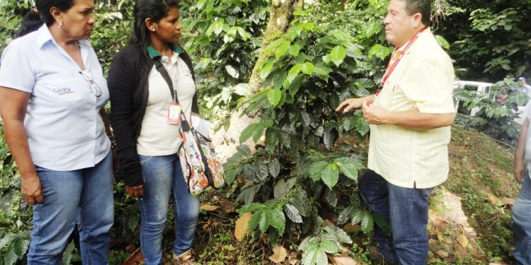 ¡Más de 230.000 plantas cultivadas! En Barinas Cantv apalanca producción de café (+Acompañamiento técnico)