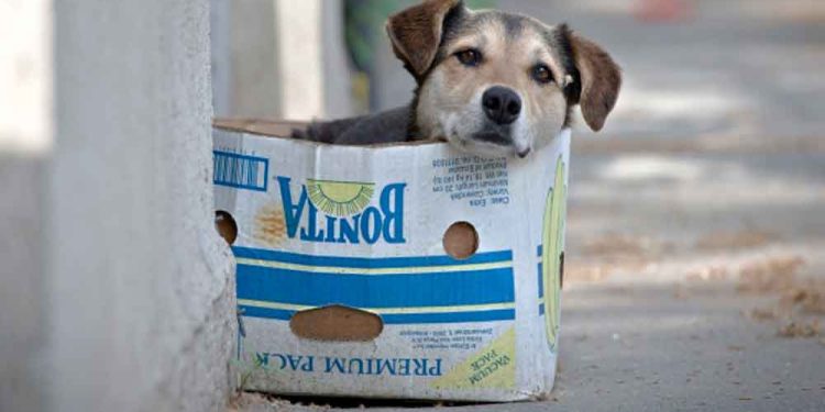 Profundizar debate para lograr leyes que sancionen el maltrato animal