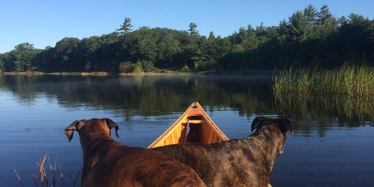 Grito llanero:  Como perro en canoa