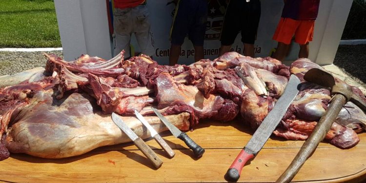 ¡Escalofriante! 4 hombres mataron a caballos para venderlos como carne de res (+Fotos)