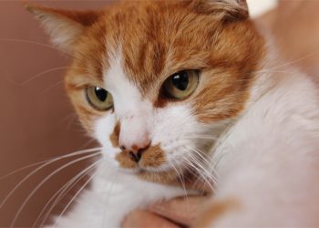 Código penal y maltrato animal