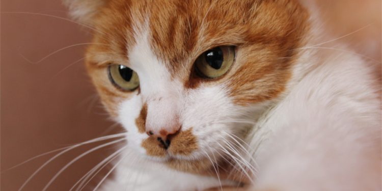 Código penal y maltrato animal