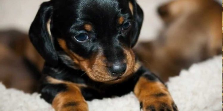 Revolución en Escena: El arte de querer