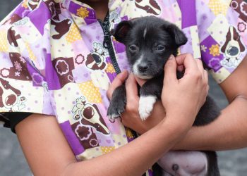 Profundizando sobre el maltrato a los animales