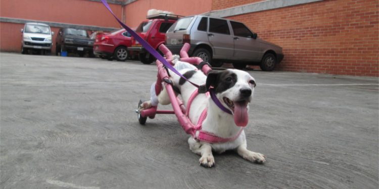 Entérate como le cambio la vida a Manchas