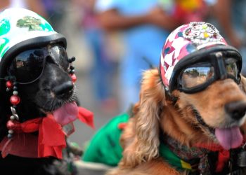 Disfruta estos carnavales con tu animal de compañía