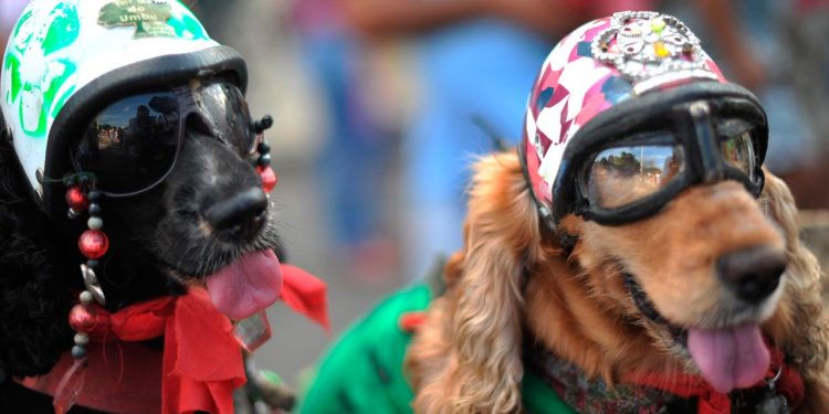 Disfruta estos carnavales con tu animal de compañía