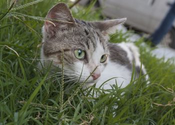 Febrero el mes de los gatos