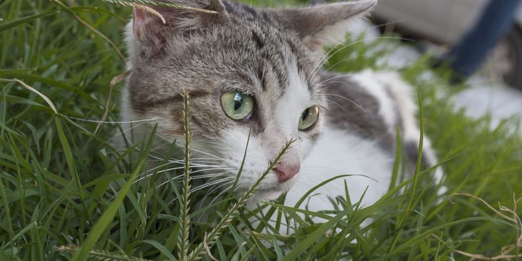 Febrero el mes de los gatos