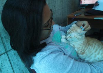 Animales en la oficina