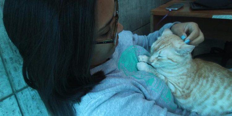 Animales en la oficina