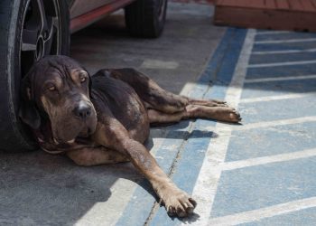 El dolor y el sufrimiento en los animales