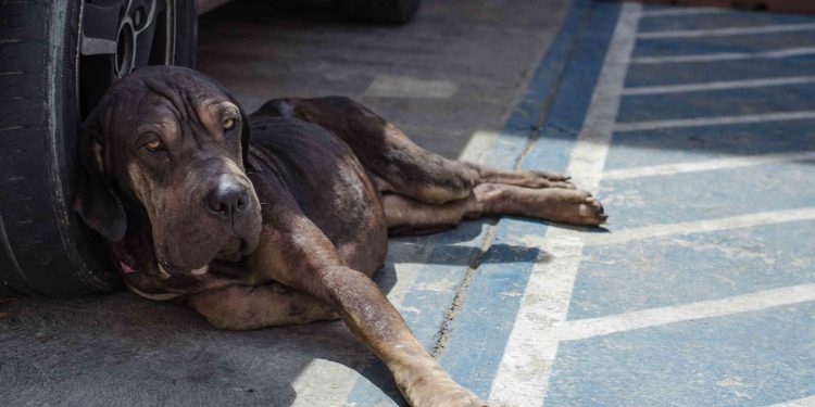 El dolor y el sufrimiento en los animales