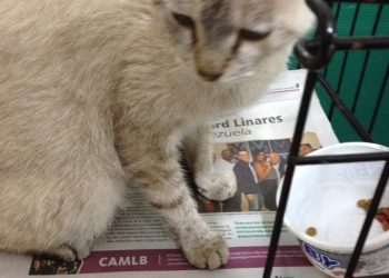 Total rechazo a los “deportistas” por agredir a la gata