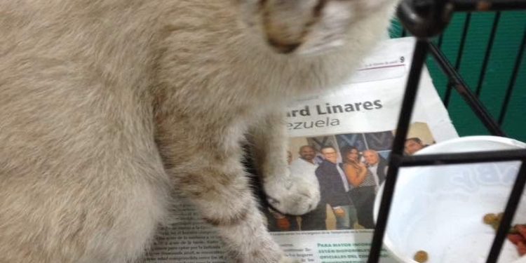 Total rechazo a los “deportistas” por agredir a la gata