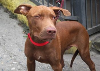 El asunto de los perros peligrosos