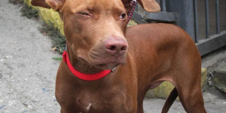 El asunto de los perros peligrosos