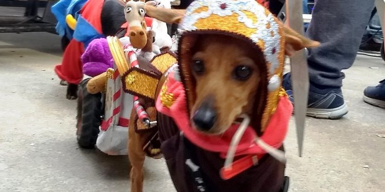 Concejales y Concejalas de la Revolución