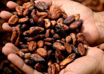 Científicos venezolanos trabajan para reducir el cadmio en granos de cacao