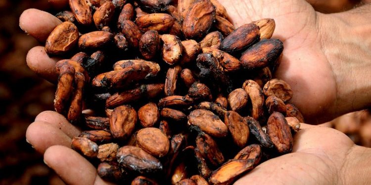 Científicos venezolanos trabajan para reducir el cadmio en granos de cacao