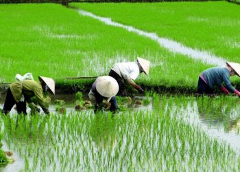 Algunas enseñanzas de la transformación de la agricultura en China