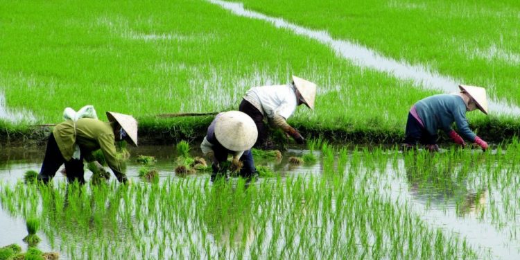 Algunas enseñanzas de la transformación de la agricultura en China