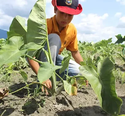 Comuna Ecosocialista Campaña Admirable