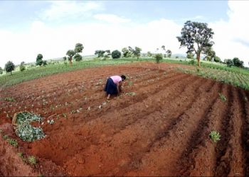 La rápida expansión del acaparamiento de tierras agrícolas en los países del sur por parte de estados ricos y fondos de inversión, comenzó con la crisis alimentaria de 2008. Y se calcula que, para 2030, sea necesario encontrar otros 120 millones de hectáreas de tierra agrícola para satisfacer la demanda de alimentos