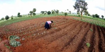 La rápida expansión del acaparamiento de tierras agrícolas en los países del sur por parte de estados ricos y fondos de inversión, comenzó con la crisis alimentaria de 2008. Y se calcula que, para 2030, sea necesario encontrar otros 120 millones de hectáreas de tierra agrícola para satisfacer la demanda de alimentos