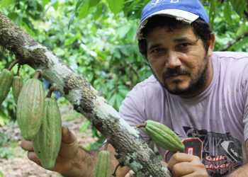 Como organización agroproductiva dedicada al cacao creemos que el camino es el Consejo Campesino, es decir, organizarnos para convertir nuestras haciendas en entidades autosuficientes, porque el cacao puede retomar su lugar, que nunca debió perder