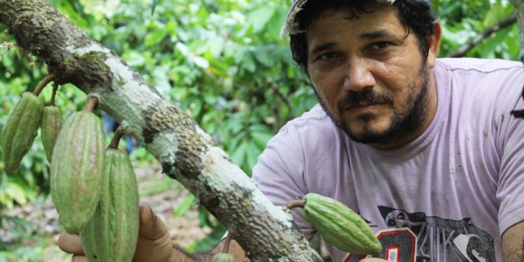 Como organización agroproductiva dedicada al cacao creemos que el camino es el Consejo Campesino, es decir, organizarnos para convertir nuestras haciendas en entidades autosuficientes, porque el cacao puede retomar su lugar, que nunca debió perder