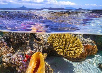 El robo de los mares a los países del Sur 4 El robo de los mares a los países del Sur