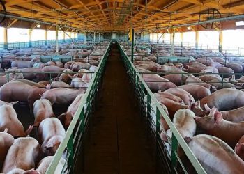 Una vacuna segura y oportuna contra la PPA