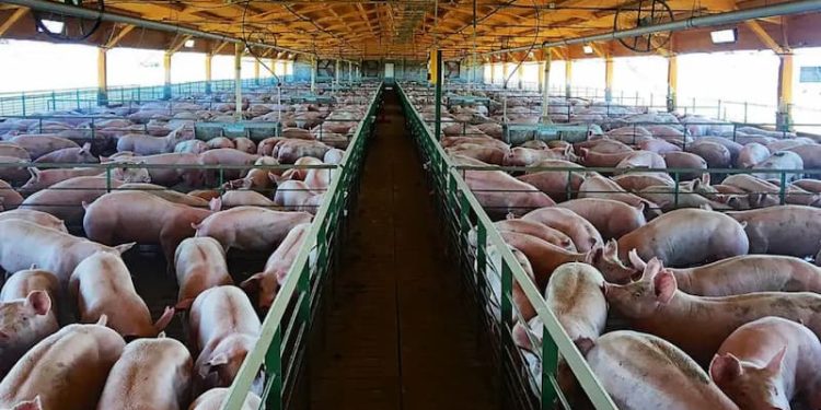 Una vacuna segura y oportuna contra la PPA