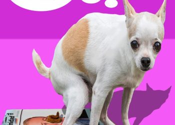 Tinta cruda | El afiche andante