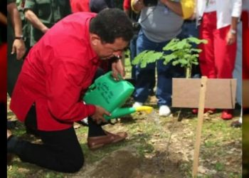 Chávez y el árbol son hermanos