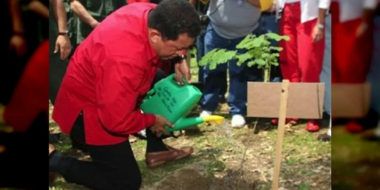 Chávez y el árbol son hermanos