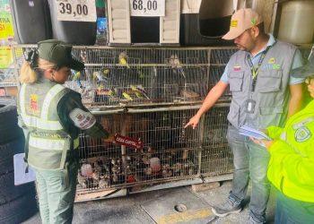 Decomisan en Venezuela más de mil ejemplares de la fauna silvestre 2 Decomisan en Venezuela más de mil ejemplares de la fauna silvestre