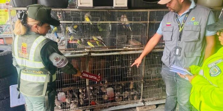 Decomisan en Venezuela más de mil ejemplares de la fauna silvestre
