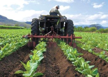 Venezuela reduce importaciones de alimentos en 59% y avanza en soberanía alimentaria